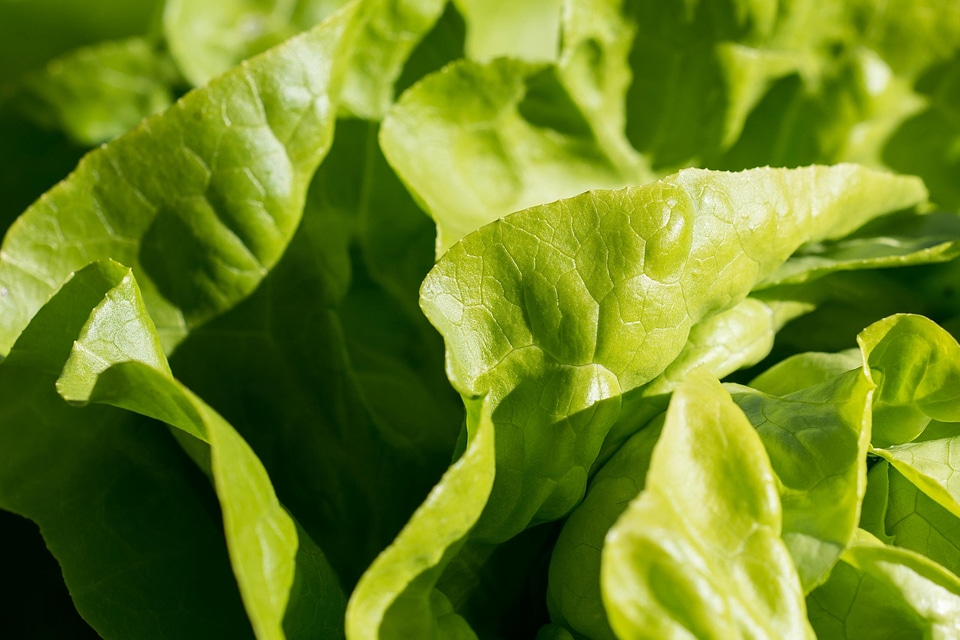 Agriculture calorie delicious