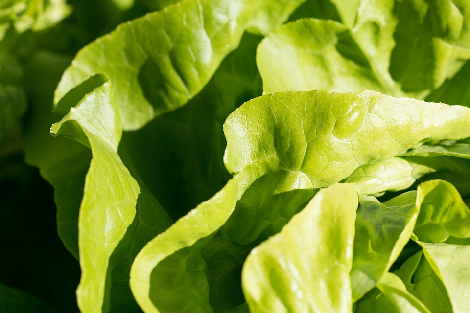 Agriculture calorie delicious