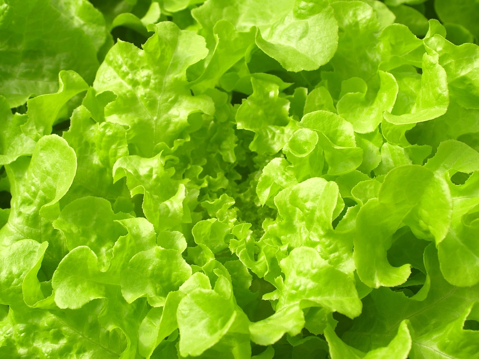 Agriculture calorie chlorophyll