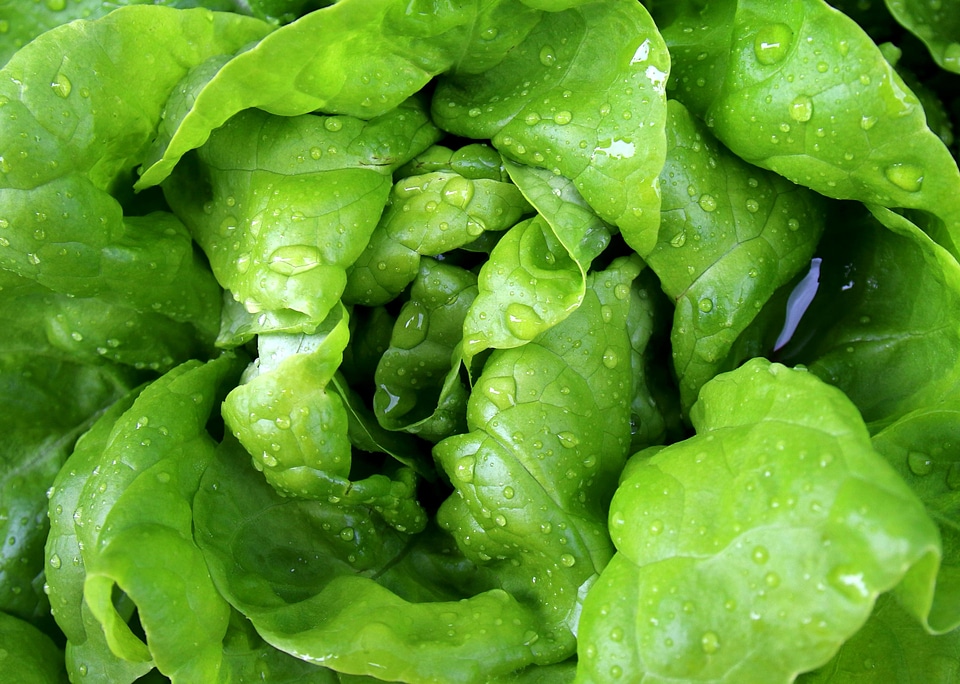 Agriculture calorie dark green