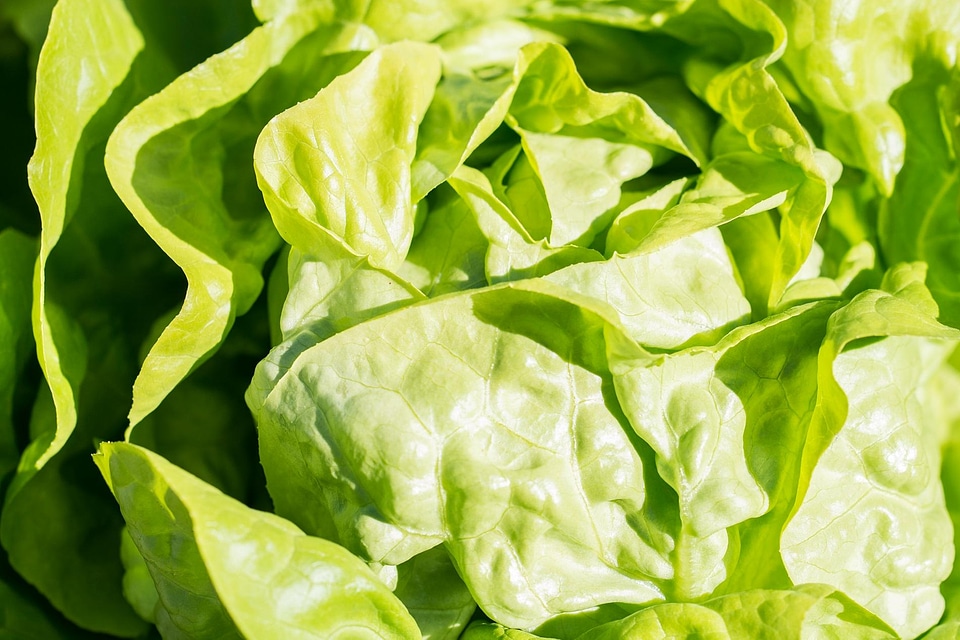 Agriculture calorie delicious