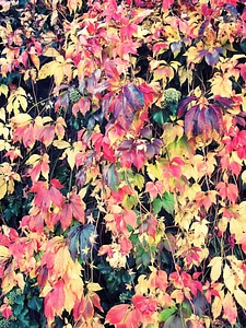 Color fall foliage background