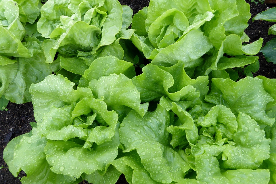 Agriculture calorie chlorophyll