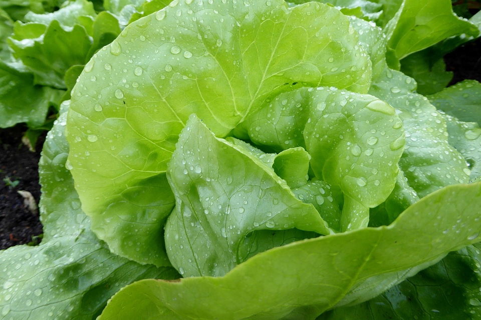 Agriculture calorie delicious