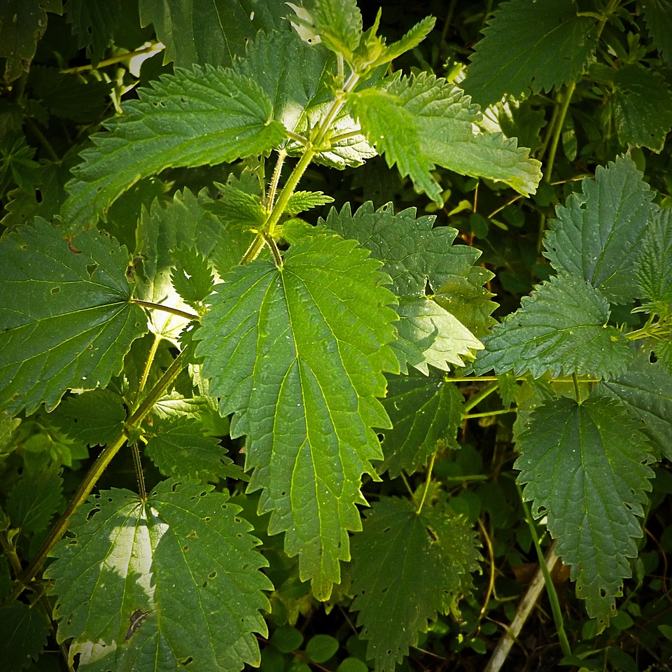Agriculture environment flora
