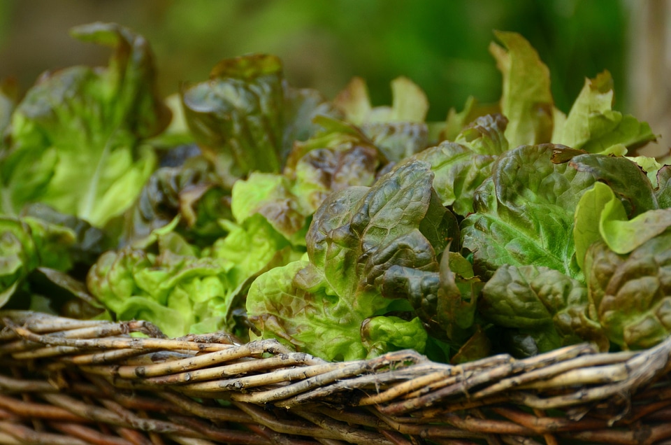 Agriculture basket calorie