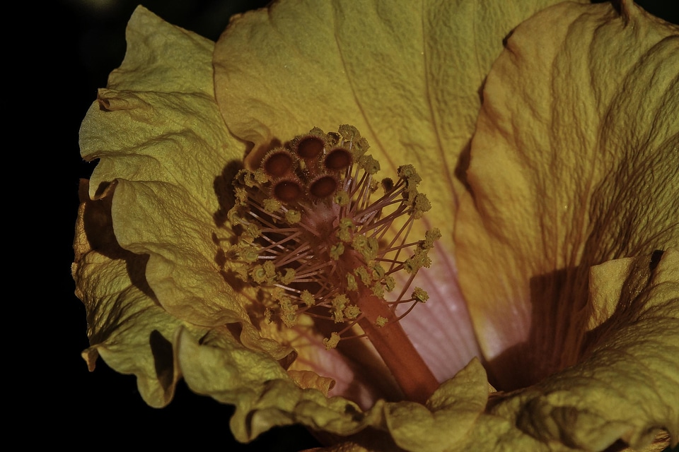 Detail flora flower