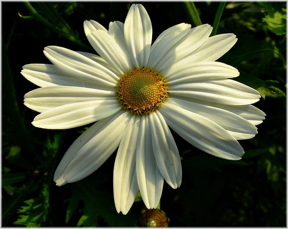 Beautiful beautiful flowers bloom