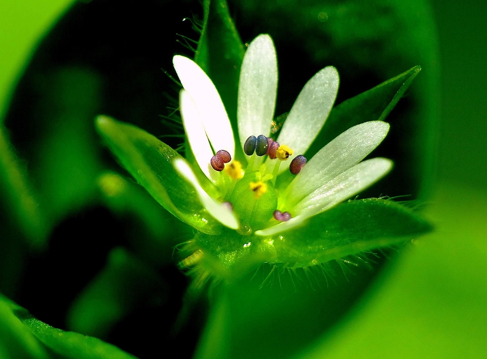 Beautiful Flowers biology blooming