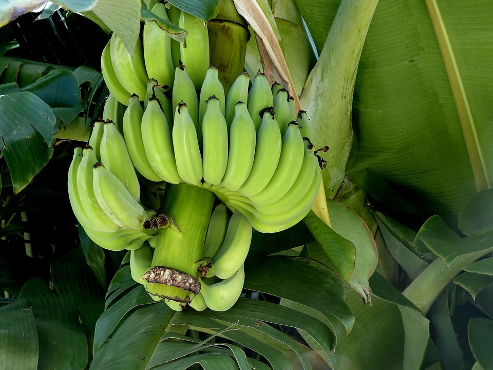 Banana calorie delicious