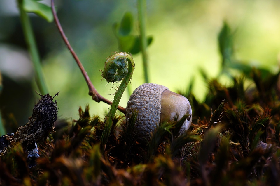 Environment flora food