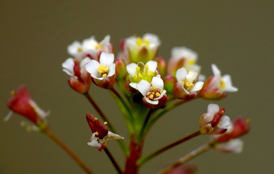 Beautiful Flowers bloom blooming