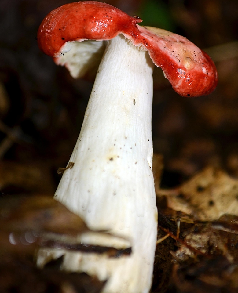 Delicious food forest