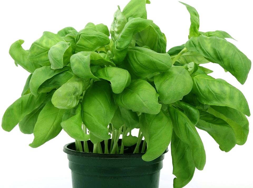 Aromatic basil flora