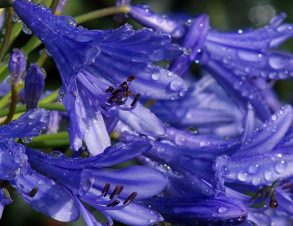 Beautiful beautiful flowers blooming