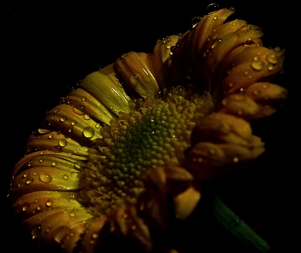 Beautiful beautiful flowers blooming