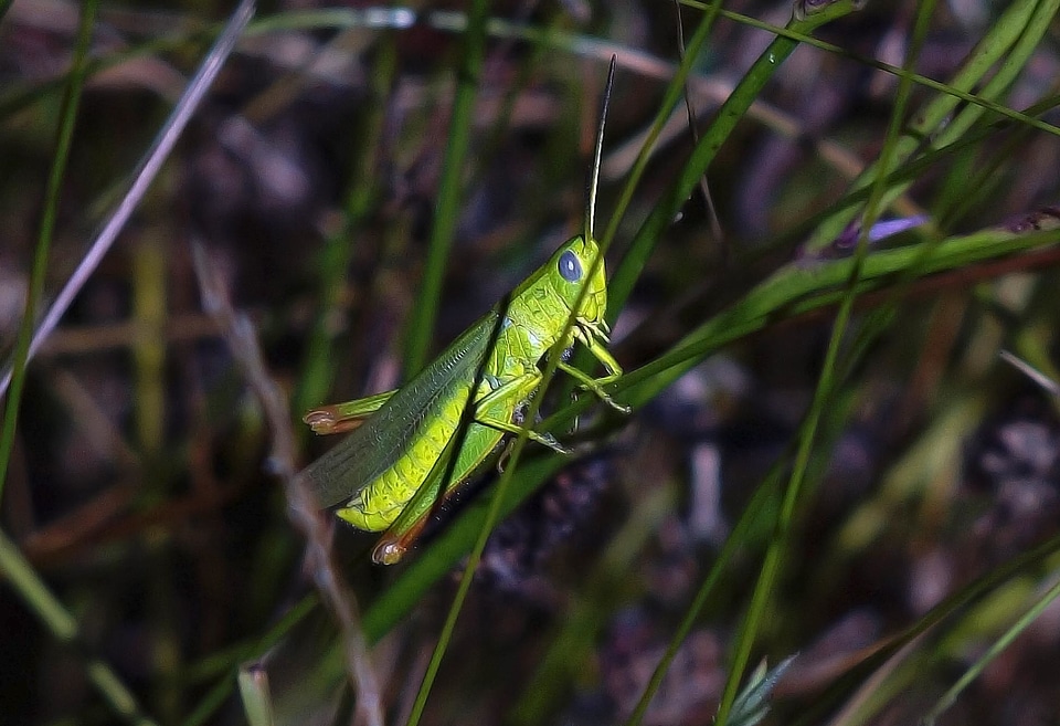 Animal arthropod bug photo