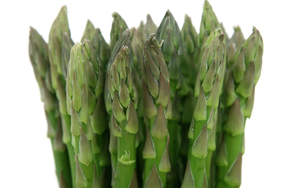 Agriculture asparagus dark green