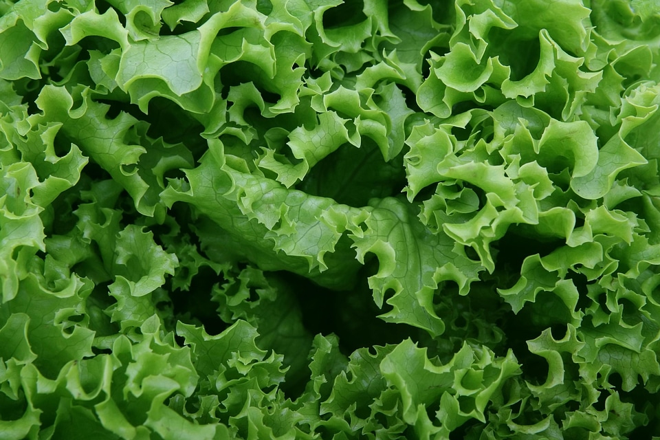 Calorie dark green delicious