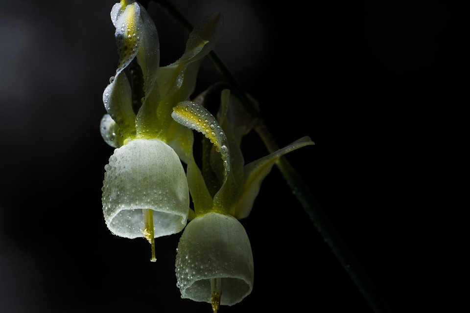 Bloom blossom dark