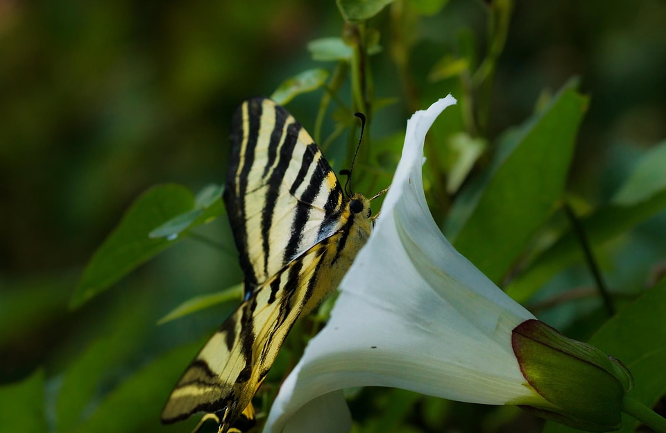 Animal beautiful flowers blooming