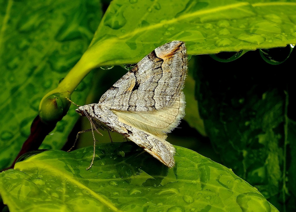 Animal arthropod bug