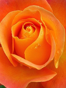 Orange flower bloom