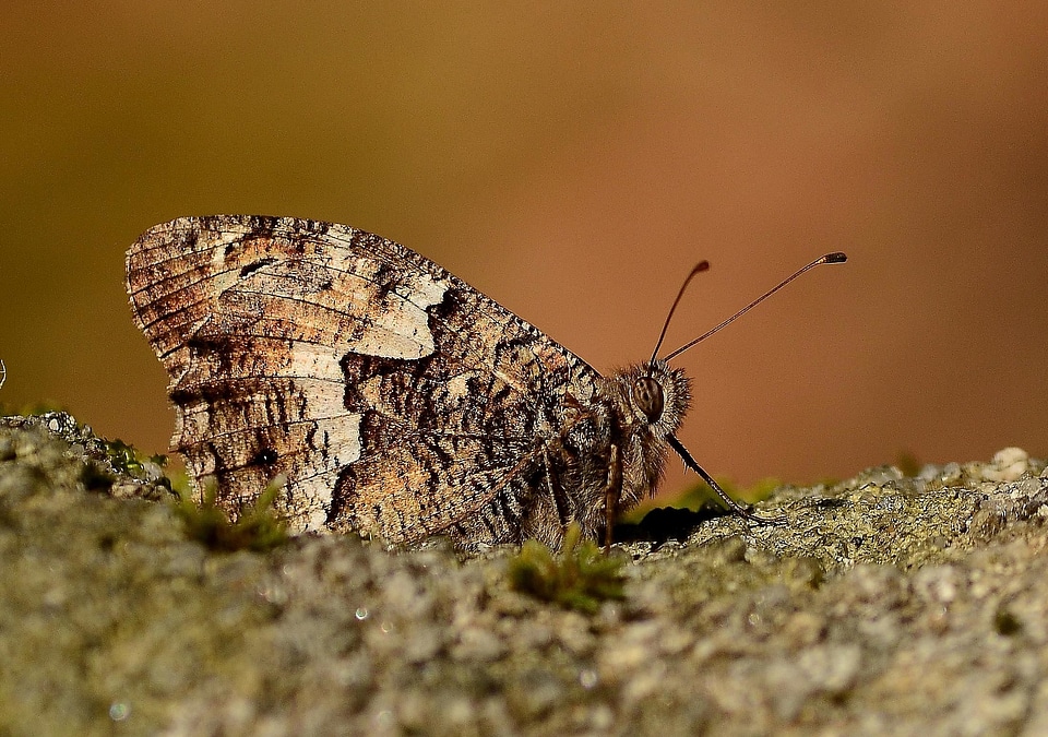 Animal arthropod beautiful