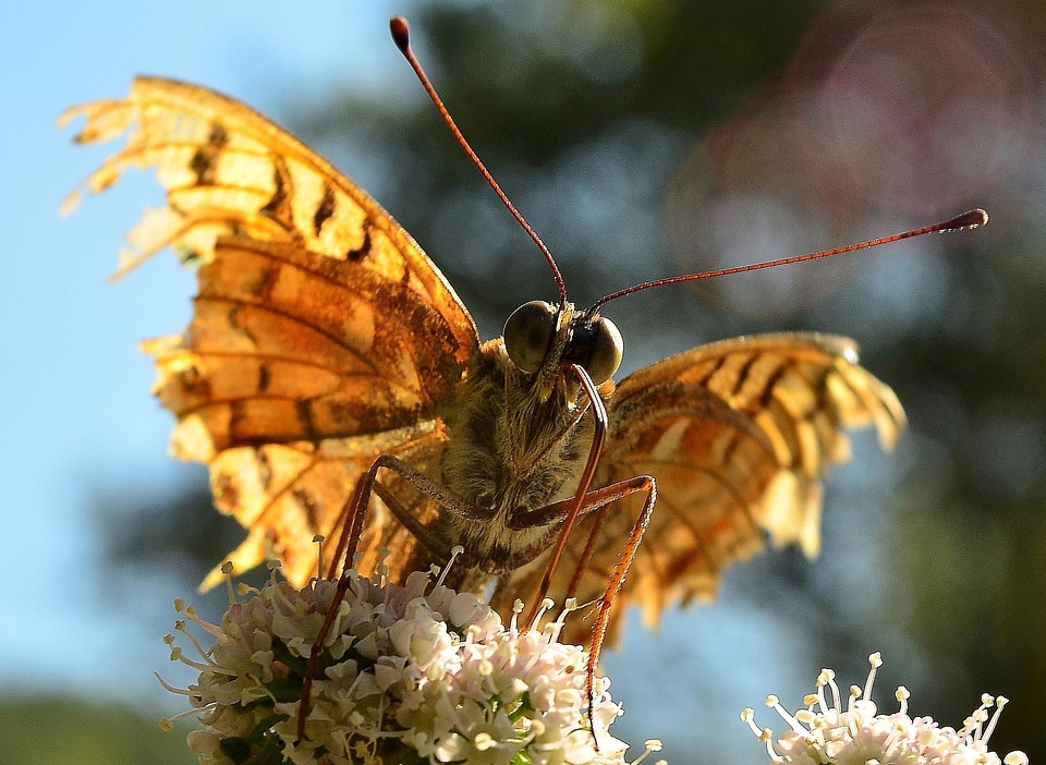 Animal arthropod beautiful