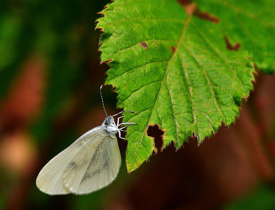 Animal arthropod beautiful photo