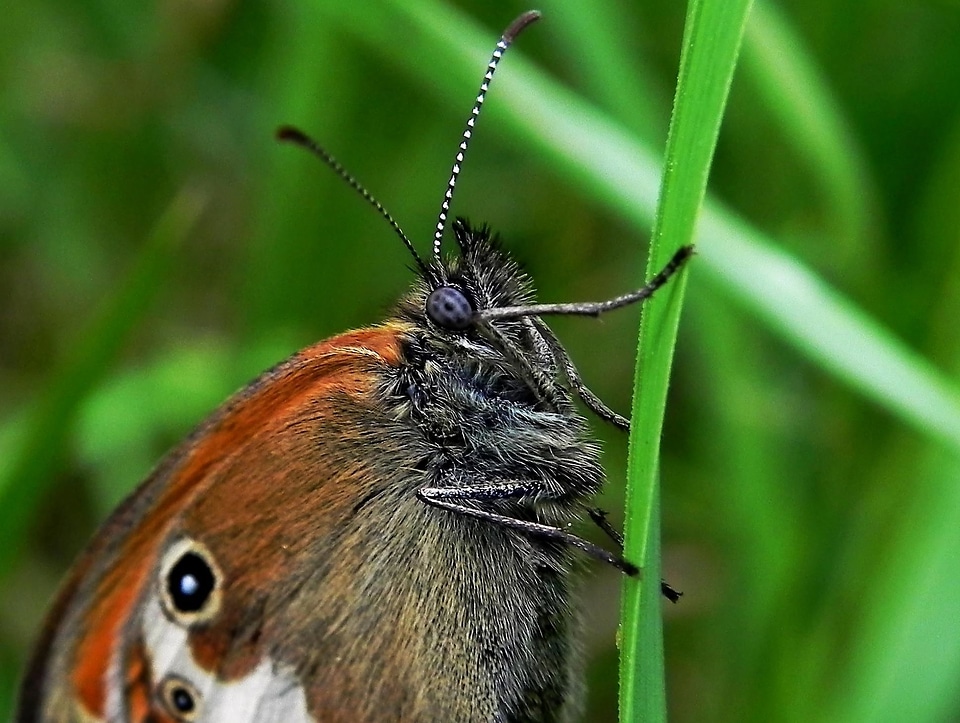 Animal arthropod beautiful photo