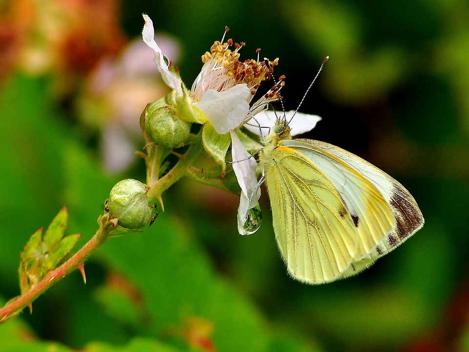 Animal arthropod beautiful flowers