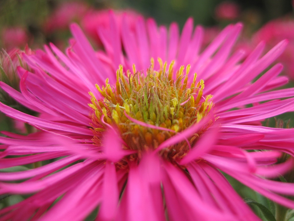 Bloom ornamental plant close up