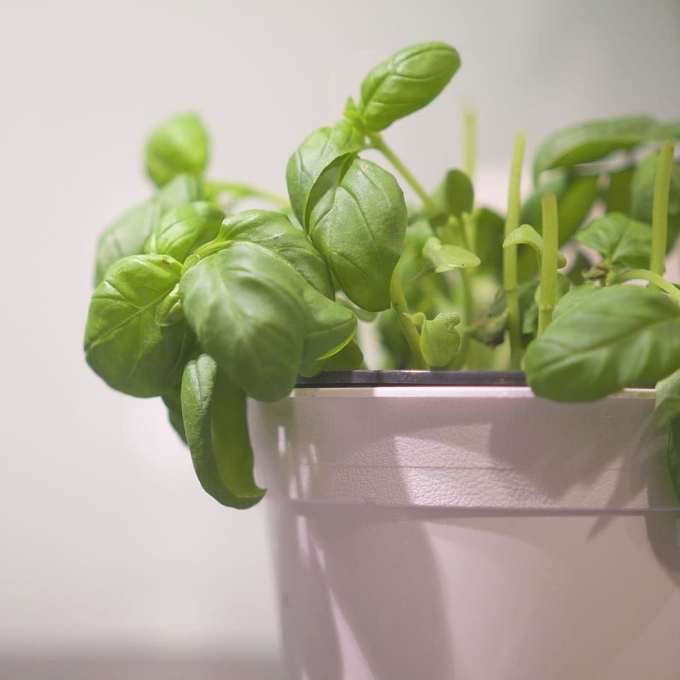 Aromatic basil culinary