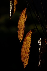 Dark flora leaf photo