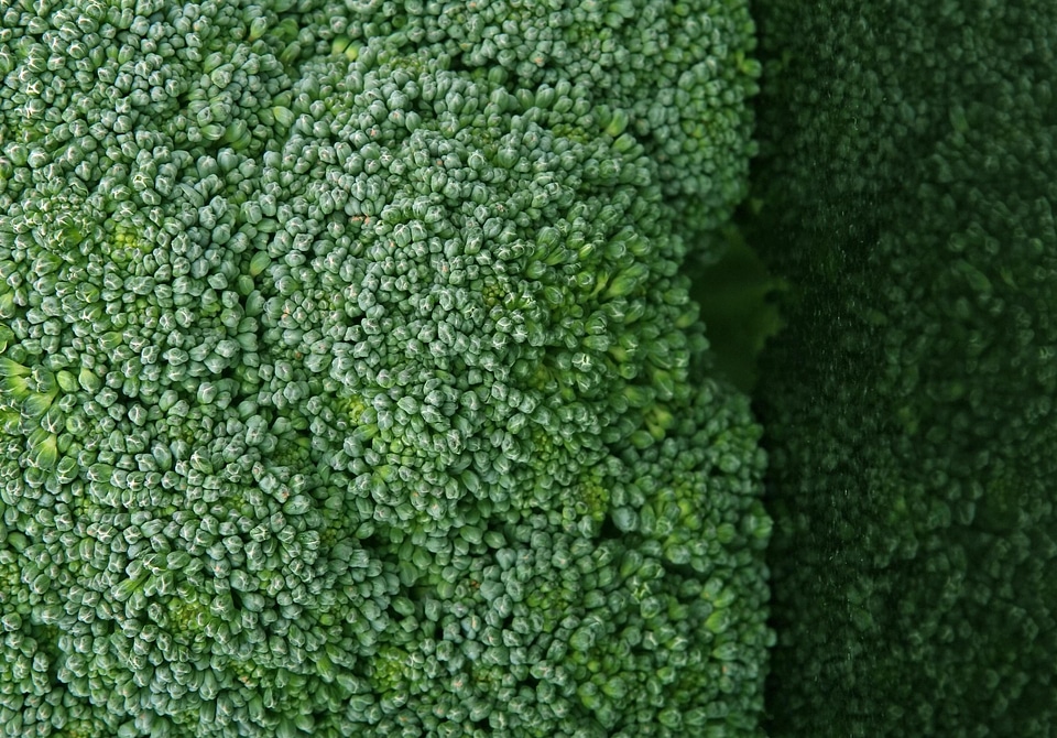 Broccoli dark green flora