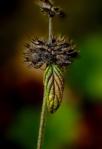 Flora flower herb