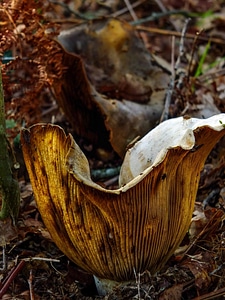 Environment flora fungus