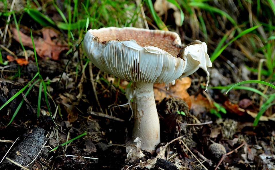 Flora fungus grass