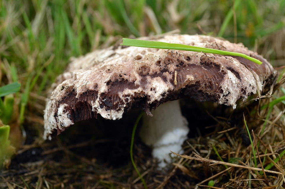 Environment flora fungus