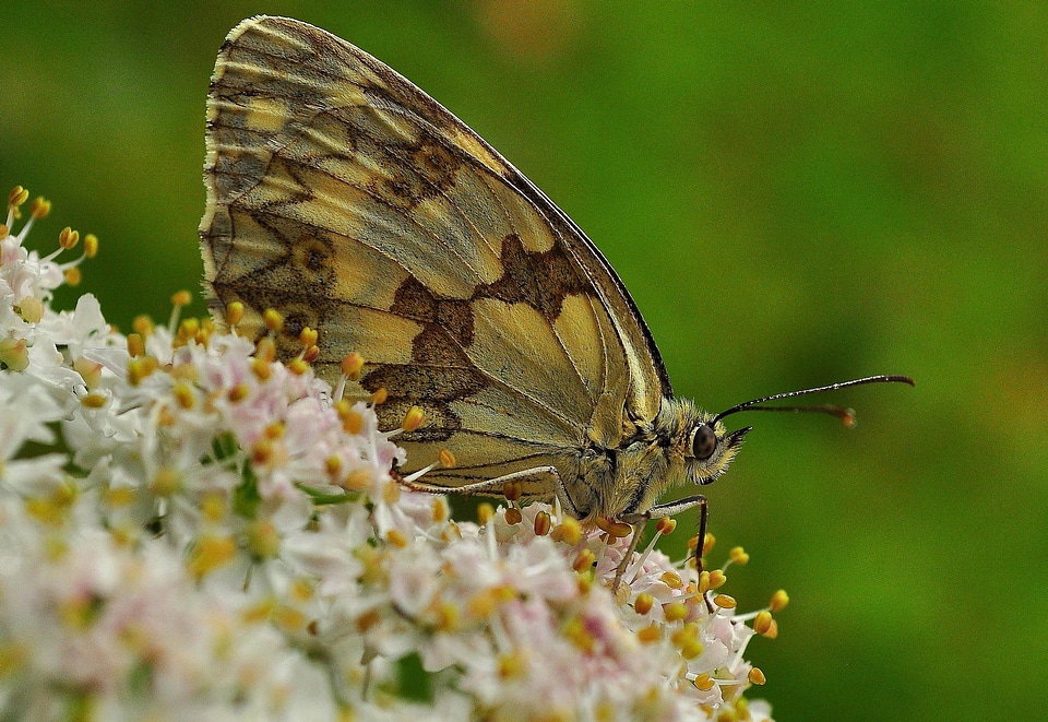 Animal arthropod beautiful flowers