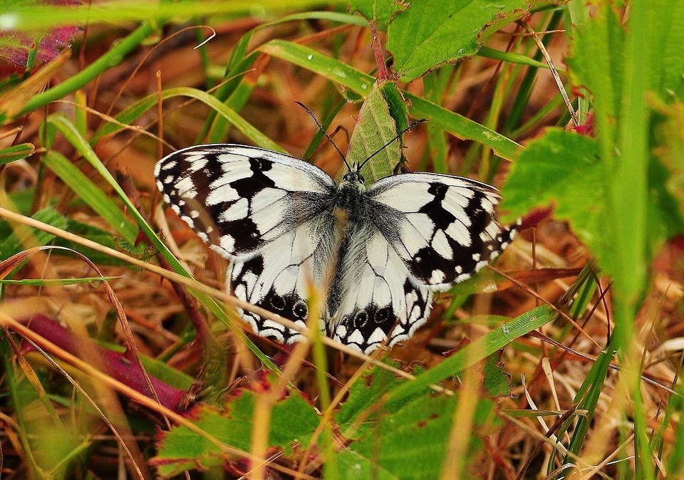 Animal arthropod beautiful