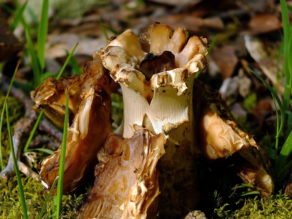 Flora fungus grass
