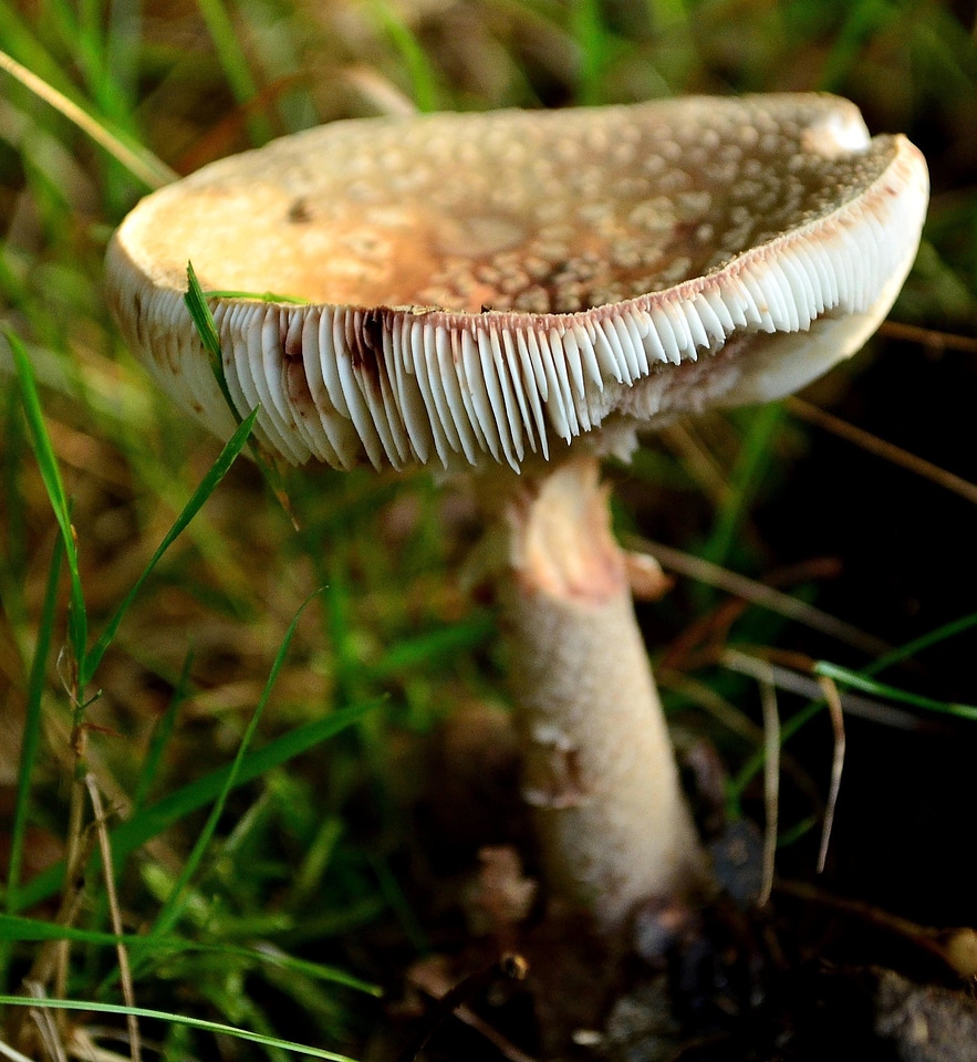 Flora fungus grass