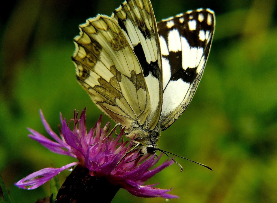 Animal arthropod beautiful flowers