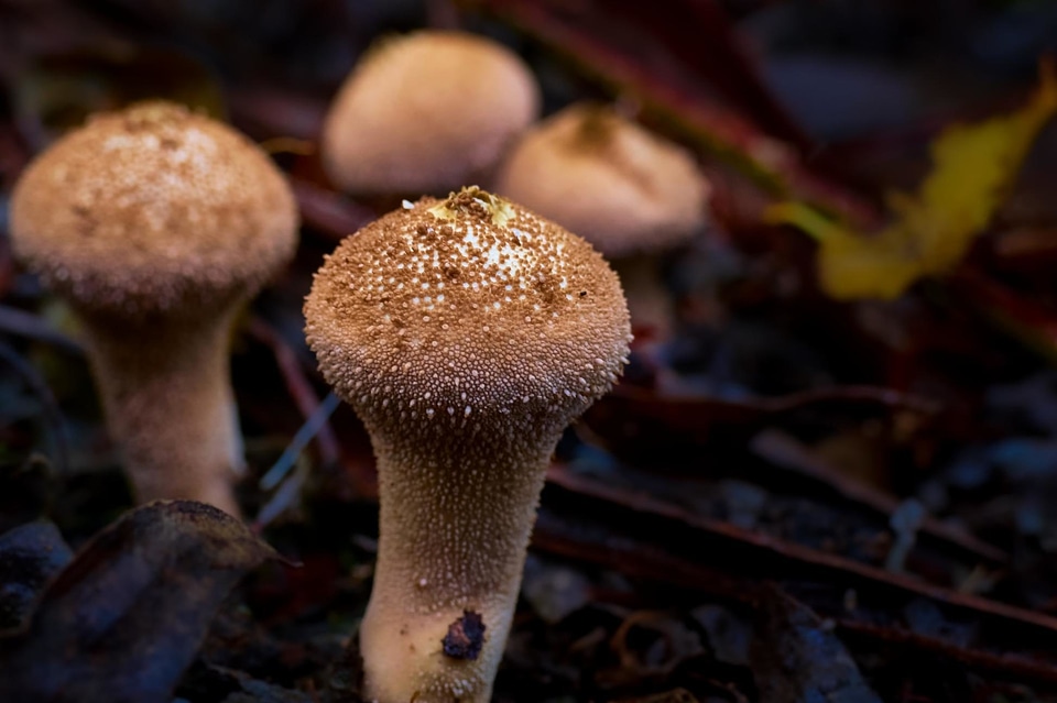 Daylight detail fungi