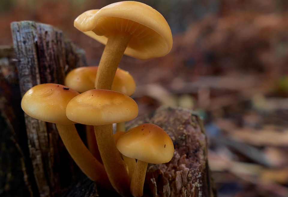 Delicious detail fungi