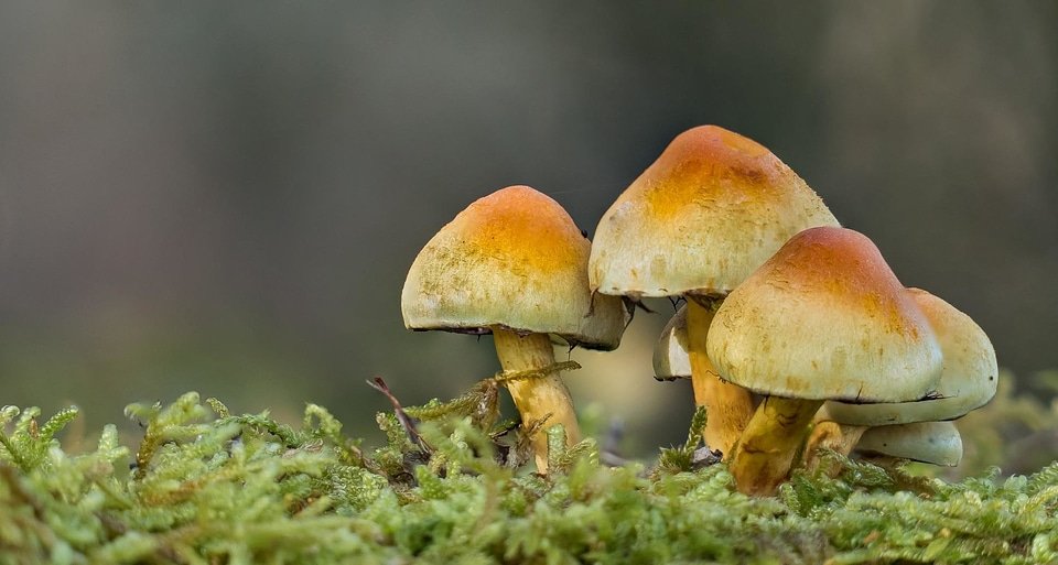 Detail fungi fungus photo