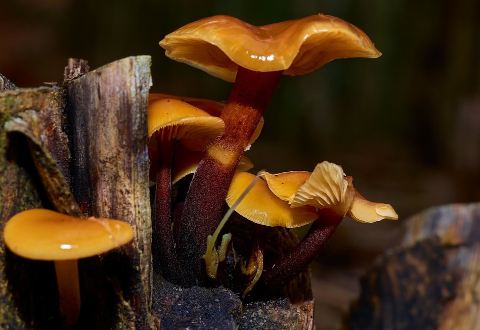 Daylight detail fungi