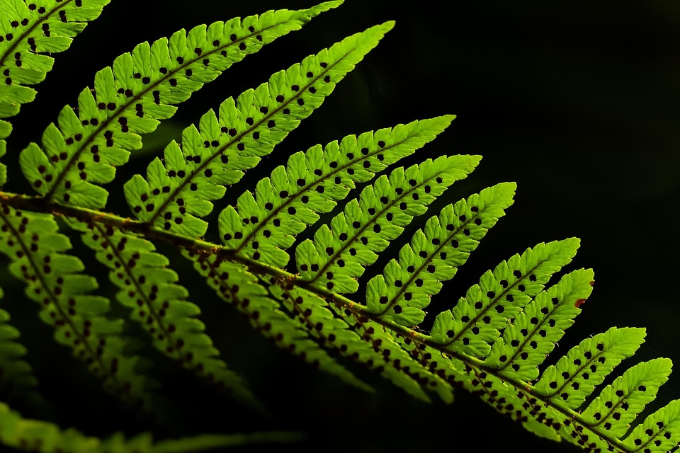 Abstract dark fern
